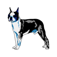 Boston Terrier Animals Boston Terrier Animals