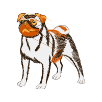 Brazilian Terrier Animals