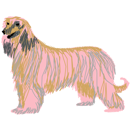 Briard Animals Briard Animals