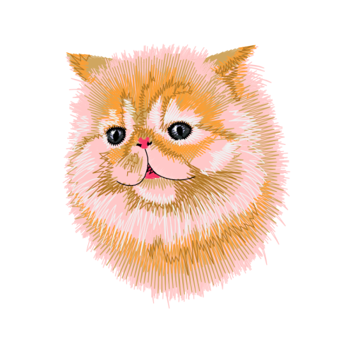 British Longhair Animals British Longhair Animals