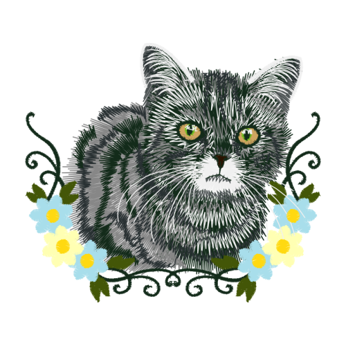 British Semi Longhair Animals British Semi Longhair Animals