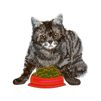 British Semi Longhair Animals British Semi Longhair Animals