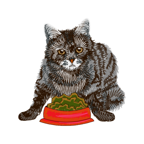 British Semi Longhair Animals British Semi Longhair Animals