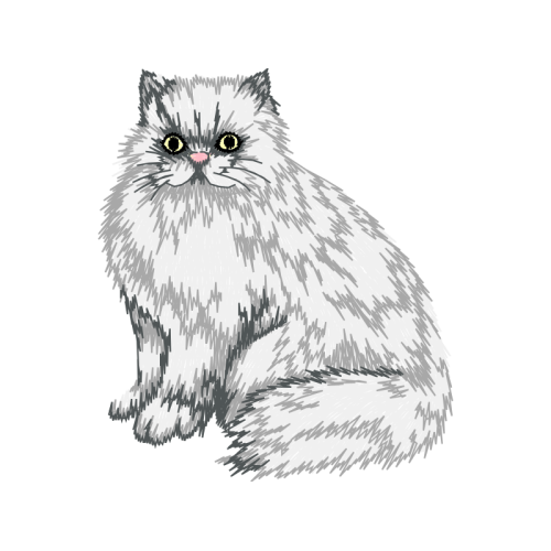 British Semi Longhair Animals British Semi Longhair Animals