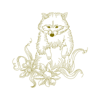 British Semi Longhair Animals British Semi Longhair Animals