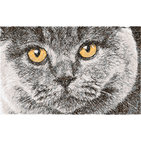 British Shorthair Animals