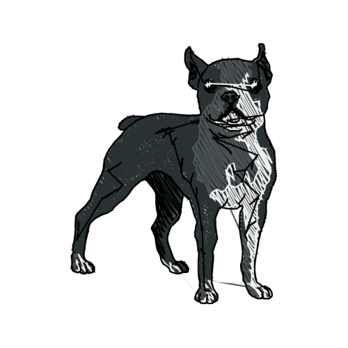 Bull And Terrier Animals Bull And Terrier Animals