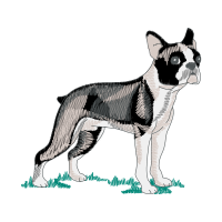 Bull And Terrier Animals Bull And Terrier Animals