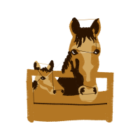 Bull Terrier Animals Bull Terrier Animals