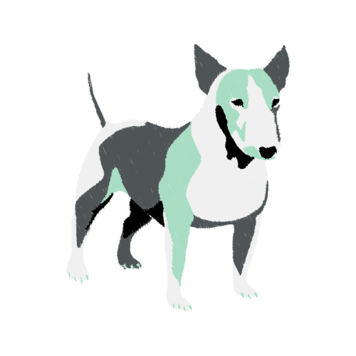 Bull Terrier Animals Bull Terrier Animals