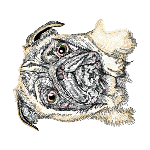 Bulldog Animals Bulldog Animals