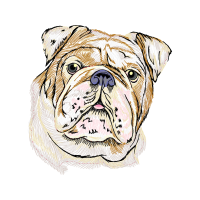 Bulldog Animals