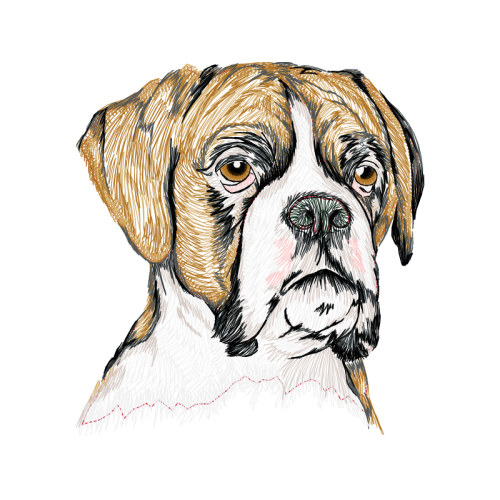 Bulldog Animals Bulldog Animals