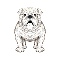 Bulldog Animals