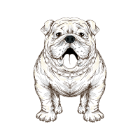 Bulldog Animals