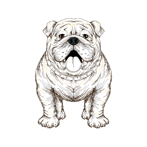 Bulldog Animals Bulldog Animals