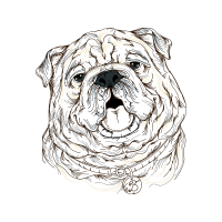 Bulldog Animals