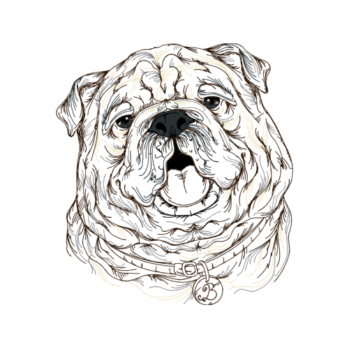 Bulldog Animals Bulldog Animals