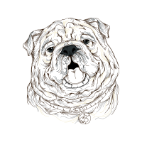 Bulldog Animals