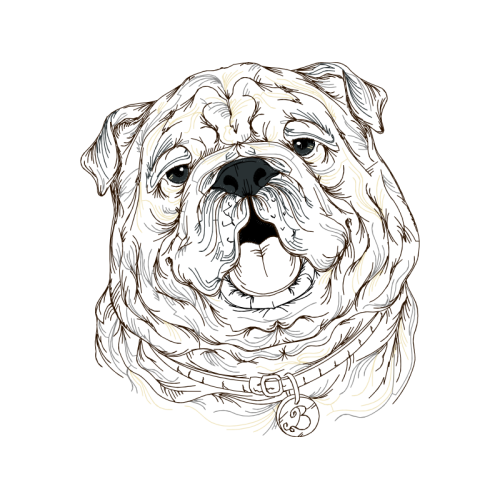 Bulldog Animals Bulldog Animals