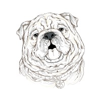 Bulldog Animals