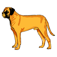 Bullmastiff Animals