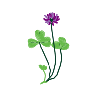 Caesalpinia Animals Caesalpinia Animals