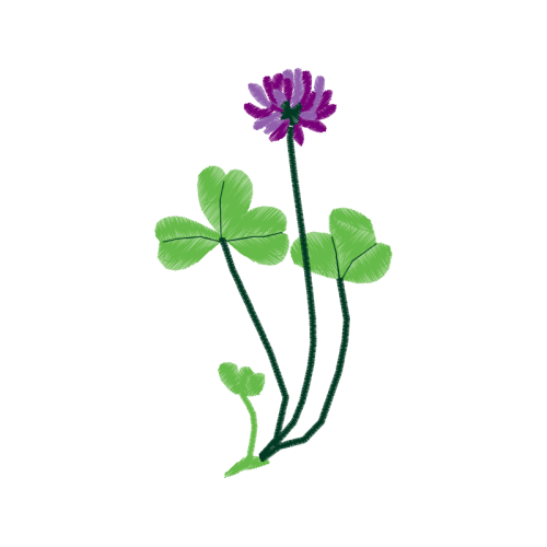 Caesalpinia Animals Caesalpinia Animals