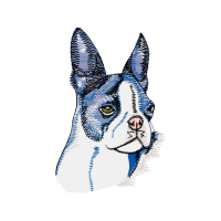 Cardigan Welsh Corgi Animals Cardigan Welsh Corgi Animals