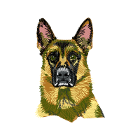 Cardigan Welsh Corgi Animals