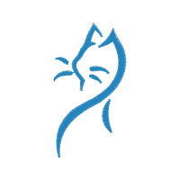 Cat Animals Cat Animals