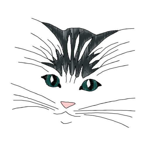 Cat Animals Cat Animals