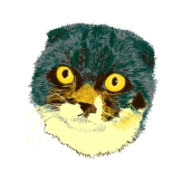 Cat Animals Cat Animals