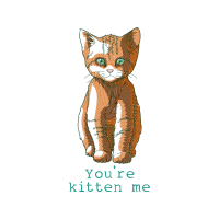 Cat Animals Cat Animals