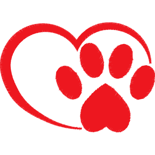 Cat Animals Cat Animals