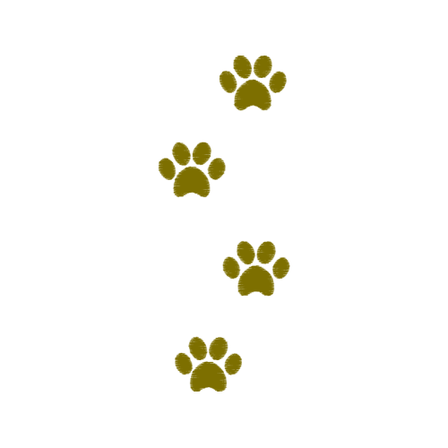 Cat Animals Cat Animals