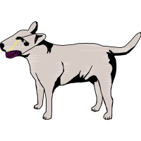 Cat Animals Cat Animals