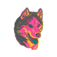 Cat Animals Cat Animals