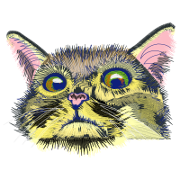 Cat Animals Cat Animals