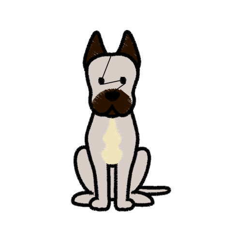 Cat Animals Cat Animals