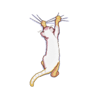 Cat Animals Cat Animals