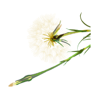 Caterpillar Inc Animals