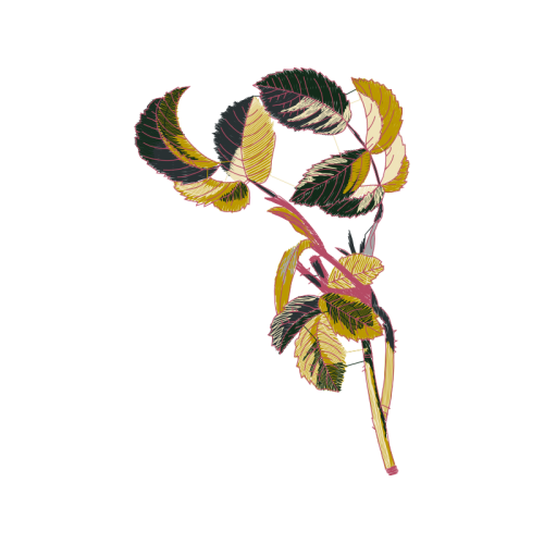 Cattleya Orchids Animals Cattleya Orchids Animals