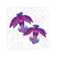 Cattleya Orchids Animals Cattleya Orchids Animals