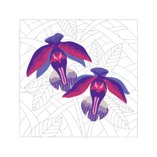 Cattleya Orchids Animals Cattleya Orchids Animals