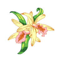 Cattleya Orchids Animals