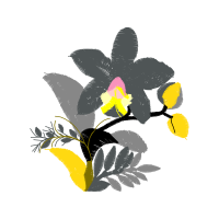 Cattleya Orchids Animals Cattleya Orchids Animals