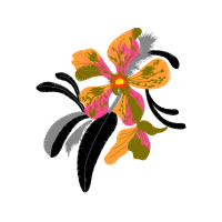 Cattleya Orchids Animals Cattleya Orchids Animals