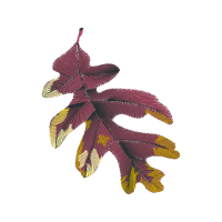 Cattleya Orchids Animals Cattleya Orchids Animals