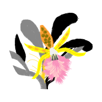 Cattleya Orchids Animals Cattleya Orchids Animals